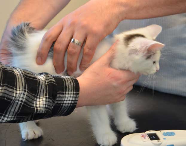 sibirisk kattunge Walker