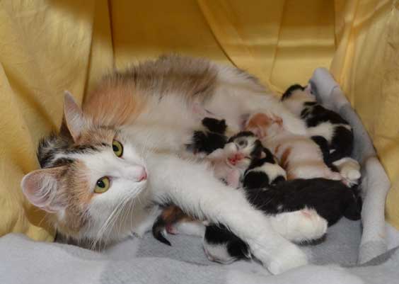 sibirisk kattungar Y-kullen
