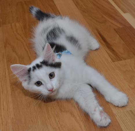 sibirisk kattunge Walker