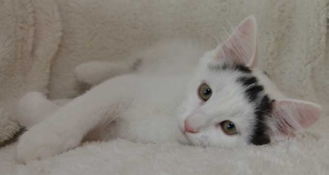 sibirisk katt Walker