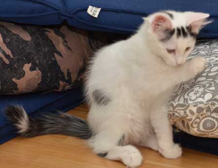 sibirisk kattunge Walker