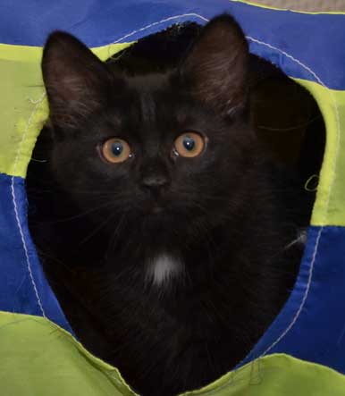 sibirisk kattunge Wise