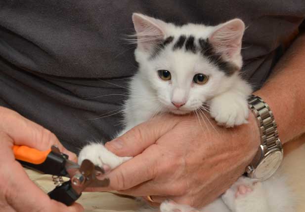 sibirisk kattunge Walker