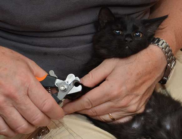sibirisk kattunge Wise