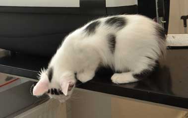 sibirisk kattunge Walker