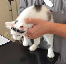 sibirisk kattunge Walker