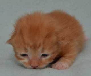 sibirisk kattunge Zeus