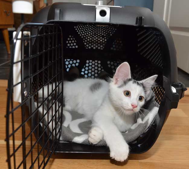 sibirisk kattunge Walker