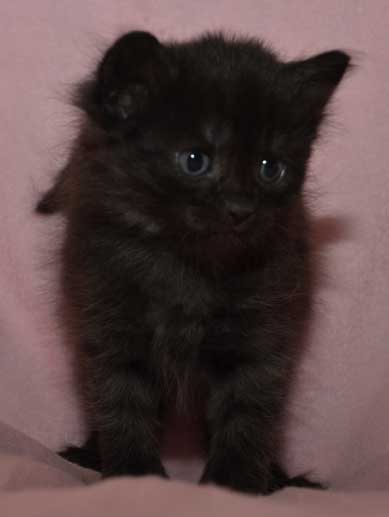 sibirisk kattunge Zoya