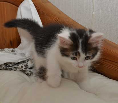 sibirisk kattunge Yoshii