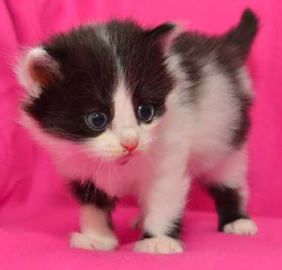 sibirisk kattunge Andromeda