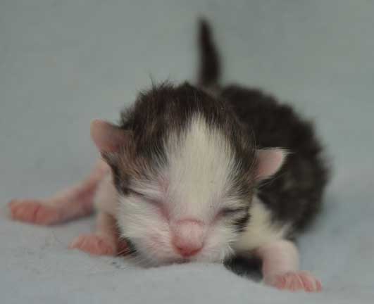 sibirisk kattunge Bennett