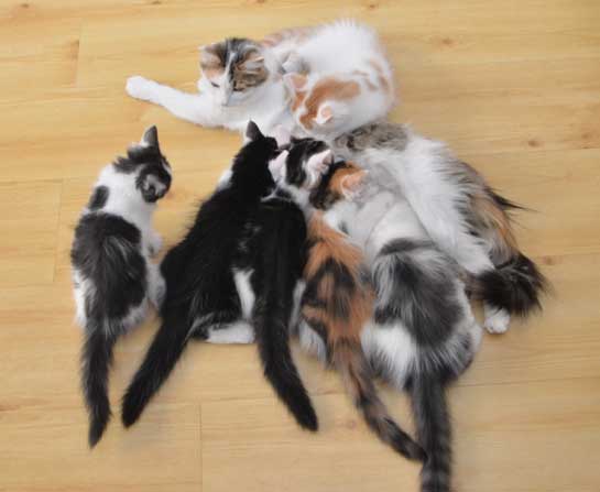sibirisk kattungar Y-kull