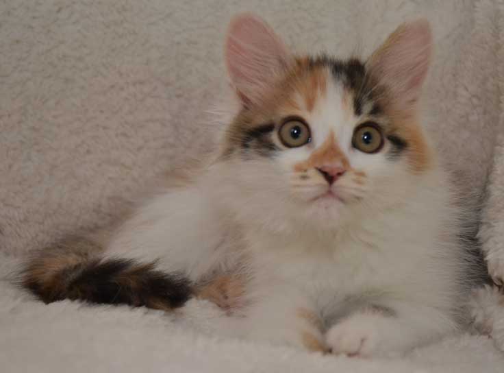 sibirisk kattunge Yolanda