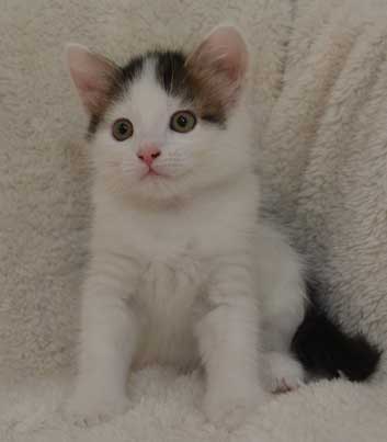 sibirisk kattunge Zwiers