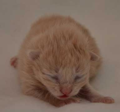 sibirisk kattunge bARRY