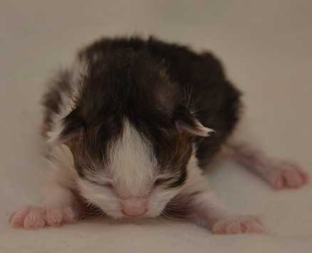 sibirisk kattunge Bennett