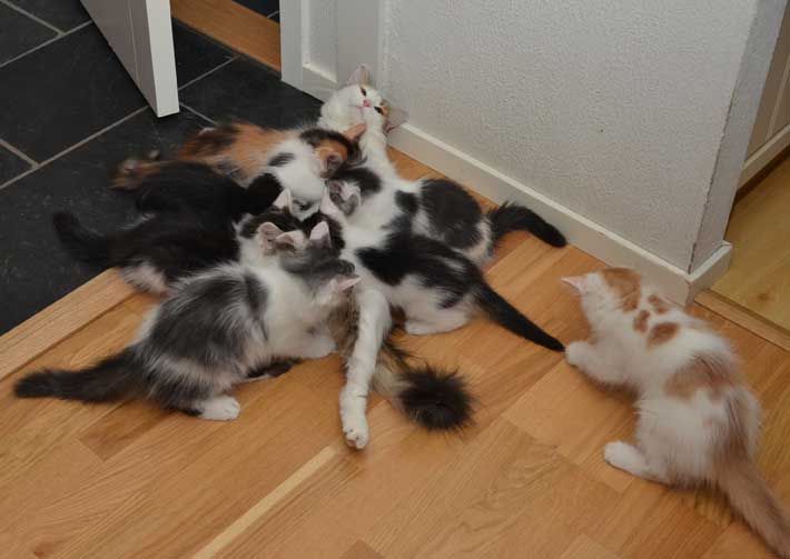 sibirisk katt Tracie med kattungar