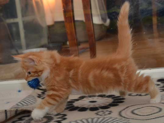 sibirisk kattunge Zeus