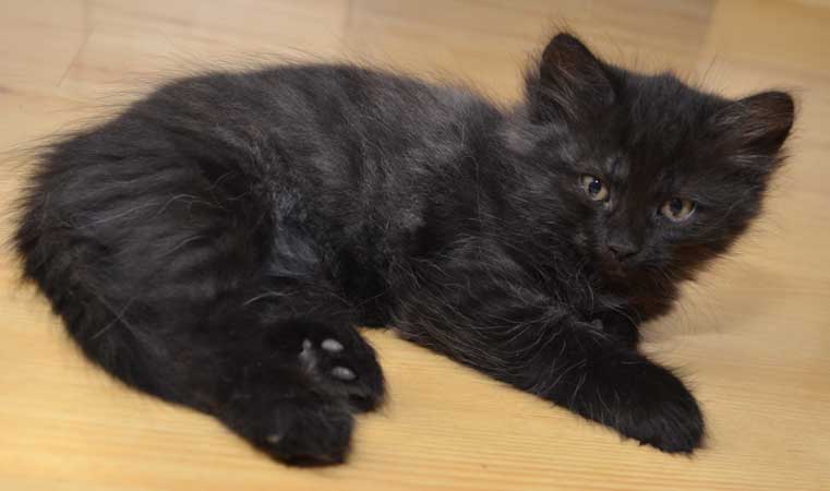 sibirisk kattunge Zoya