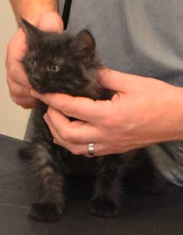 sibirisk kattunge Zoya