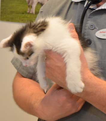 sibirisk kattunge Zwiers
