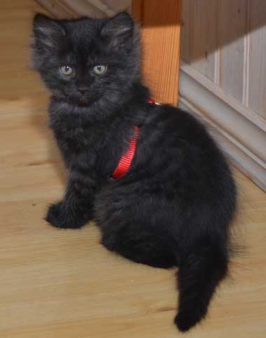sibirisk kattunge Zoya