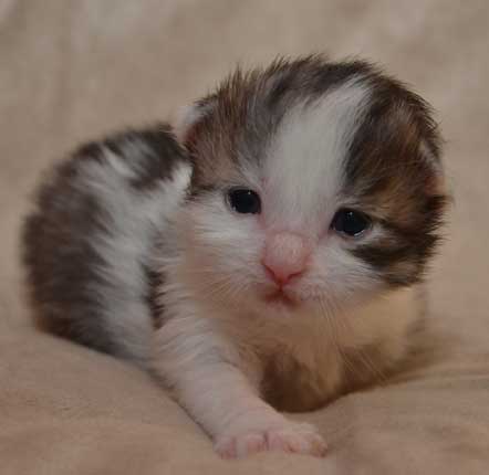 sibirisk kattunge Bennett