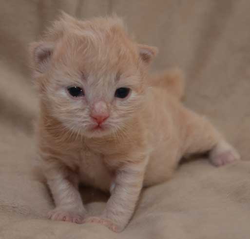 sibirisk kattunge Boris