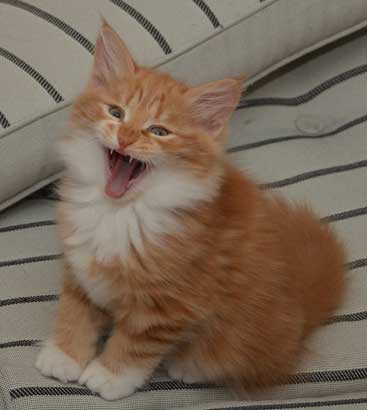 sibirisk kattunge Zeus