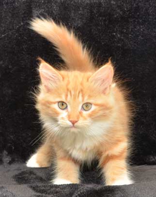 sibirisk kattunge Zeus