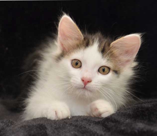 sibirisk kattunge Zwiers
