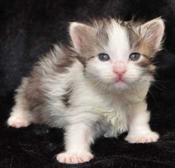 sibirisk kattunge Bennett
