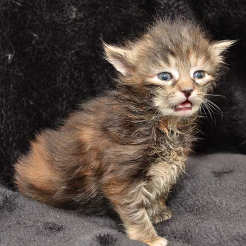sibirisk kattunge Belinda