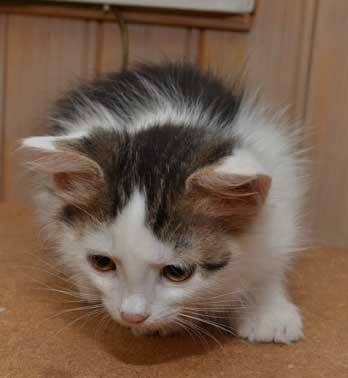 sibirisk kattunge Zwiers