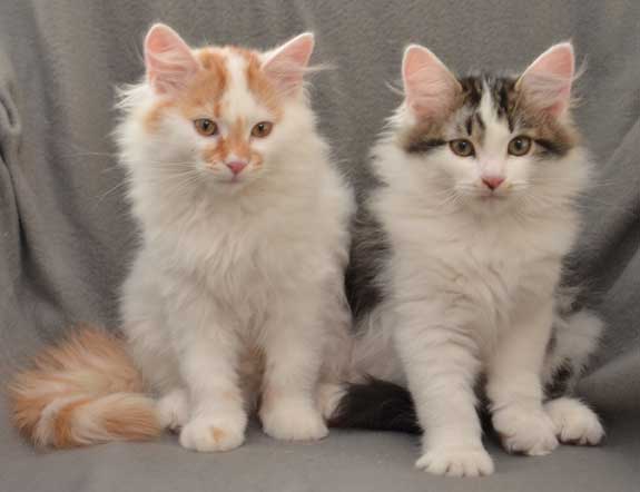 sibirisk katt Y-kull