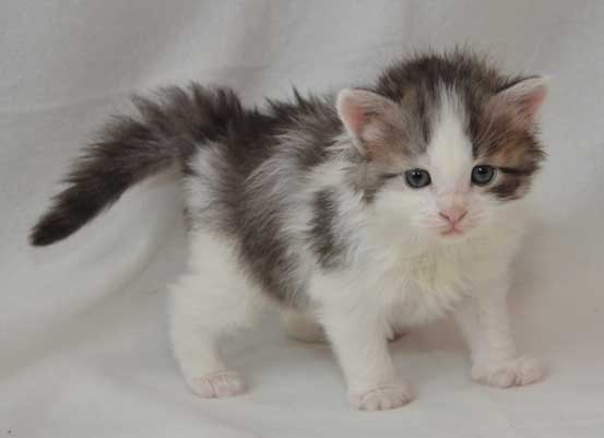 sibirisk kattunge Bennett