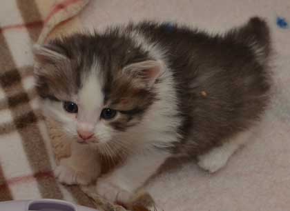 sibirisk kattunge Bennett