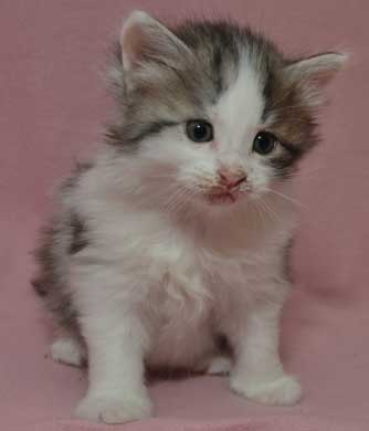 sibirisk kattunge Bennett
