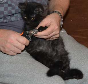 sibirisk kattunge Zoya