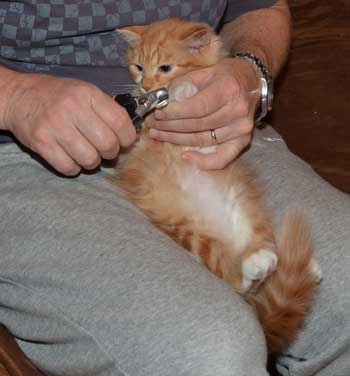 sibirisk kattunge Zeus