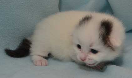 sibirisk kattunge Chara