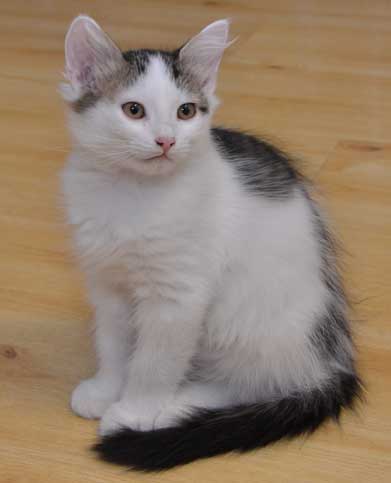 sibirisk kattunge Zwiers