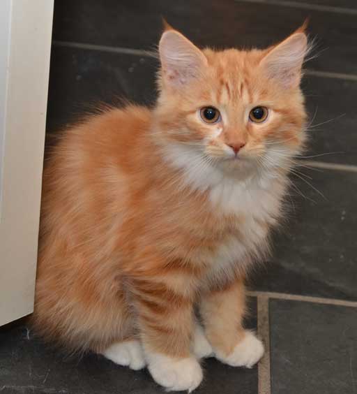 sibirisk kattunge Zeus
