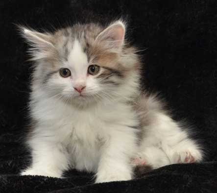 sibirisk kattunge Bennett