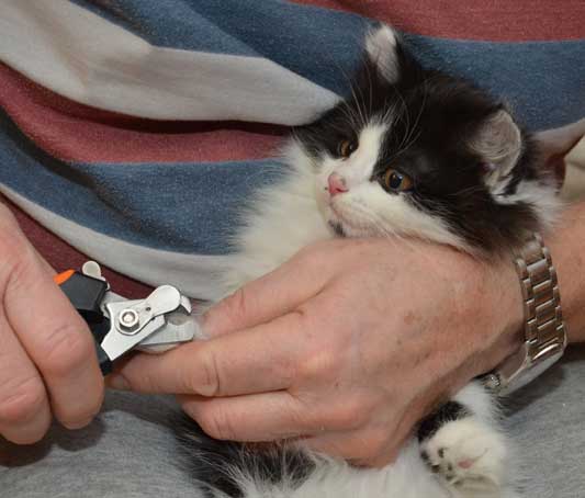 sibirisk kattunge Andromeda