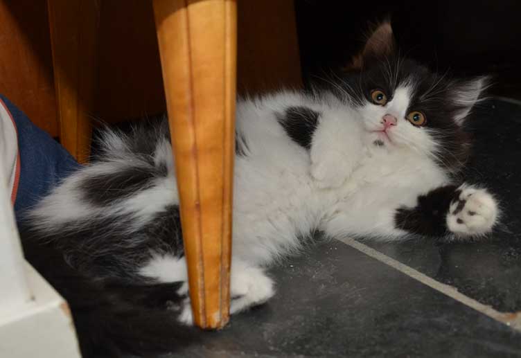 sibirisk kattunge Andromeda
