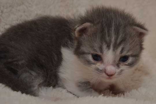 sibiriska kattungar Deimos