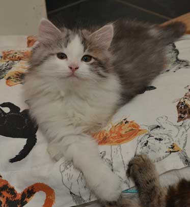 sibirisk kattunge Bennett