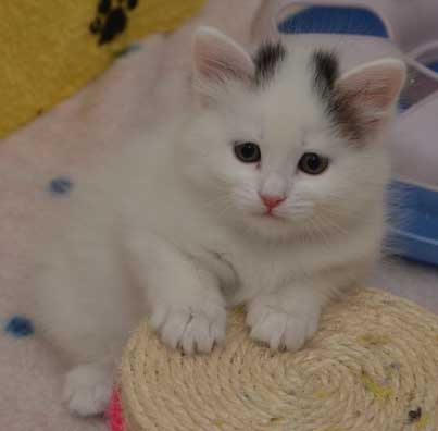 sibirisk kattunge Chara